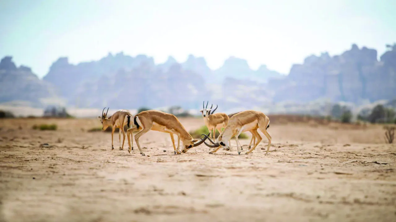 Image accompanying: Wildlife tour