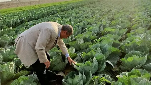 صورة مرافقة للخبر: الزراعة: استعدادات لتوفير التقاوي والأسمدة ودعم المزارعين تزامنا مع الموسم الشتوي