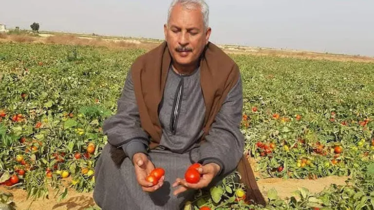 صورة مرافقة للخبر: نقيب الفلاحين: استصلاح 5 ملايين فدان إضافية مستهدف خلال السنوات المقبلة
